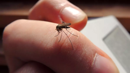 Деякі комарі можуть навіть переносити віруси