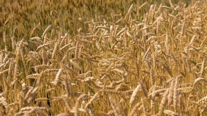 Украина на четверть увеличила оборот торговли агропродукции с ЕС