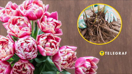 Высадка пионов осенью