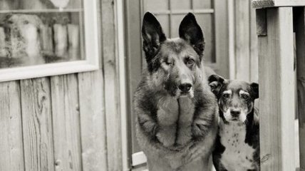 Самый верный друг: трогательные снимки собак преклонного возраста (Фото) 