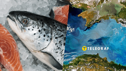 Лососевую форель можно выращивать в море