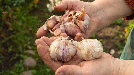 Сделайте так и ваш чеснок не будет желтеть