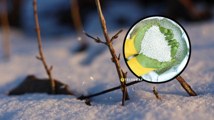 Удобрять сад и огород можно просто поверх снега