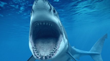 Почему акулы чаще нападают на мужчин, а не на женщин?