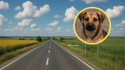 Дорога в Україні