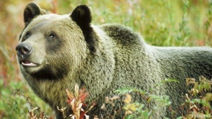 В американском заповеднике медведи напали на людей