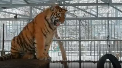 "Ничоси чирикает": барнаульский тигр развеселил сеть "пением" (видео)