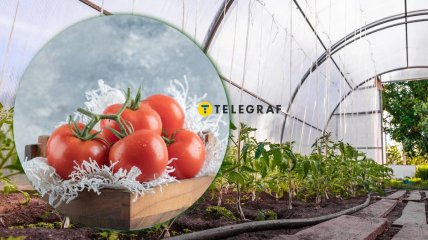 Томаты в теплице сажают в ноябре