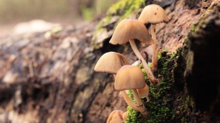 Более сотни лет исследований: ученые объединили исследования симбиоза грибов и растений в единую базу данных