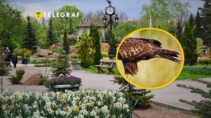 Волонтери врятували птаха