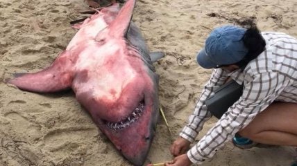 В США на берег выбросило акулу необычной расцветки