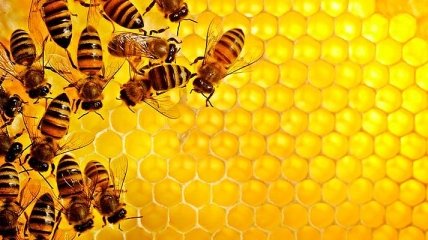 Пчелы сорвали вылет самолета Москва-Симферополь