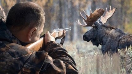 В Украине разрешили охоту на лосей 