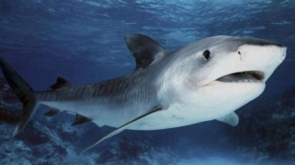 Ученые нашли общего предка человека и акулы