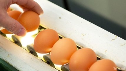 Крупнейший производитель яиц в Украине сократил чистую прибыль на четверть