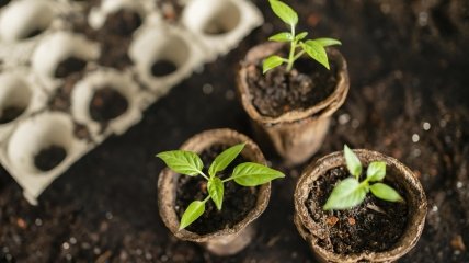 Натуральний стимулятор допоможе швидкому сходу насіння рослин