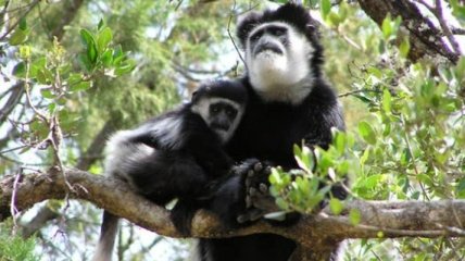 Ученые объяснили причины загадочного взросления детенышей обезьян