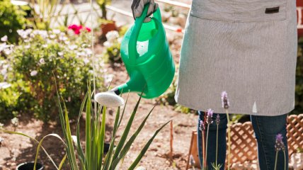 Все растения нуждаются в поливах