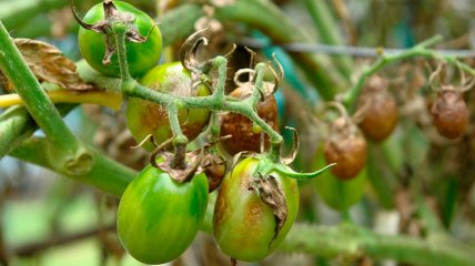 Фитофтороз может вызвать полную потерю урожая