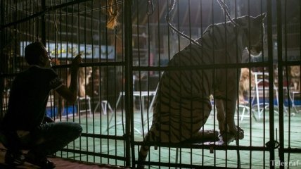 Минкульт готовит законопроект о запрете животных в цирках