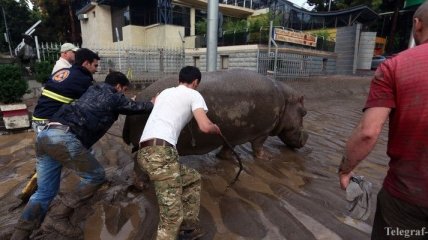 Во время стихии в Тбилиси спецназовцы убивали некоторых животных