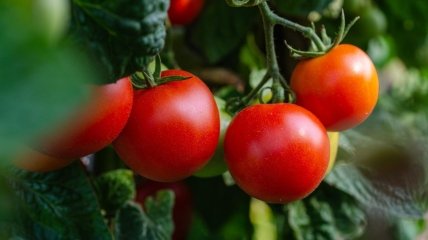Чем удобрить помидоры для щедрого урожая - рецепт