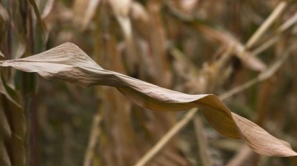 В Украину могла попасть зараженная кукуруза из США