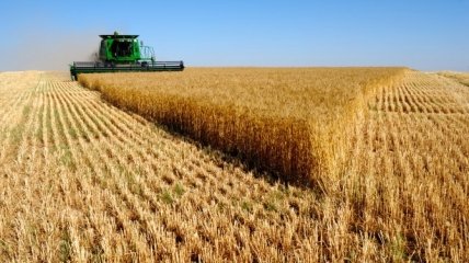 Головне чим Україна забезпечує світ — зерно, але не тільки воно