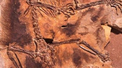 Палеонтологи обнаружили в Китае уникальное доисторическое животное