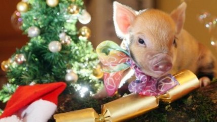 Китайский Новый Год 2019: поздравления в прозе