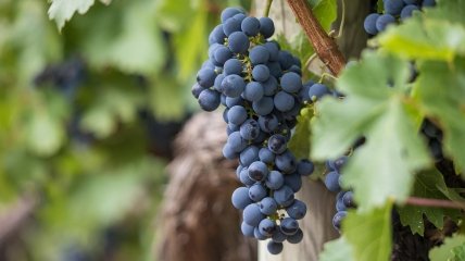 Виноград будет плодоносить, если правильно его подкормить