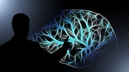 Чем кормить мозг: полезные продукты для ясного ума