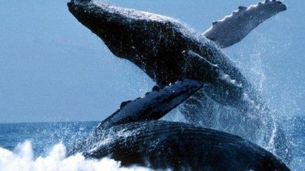 Ученые установили, зачем киты выпрыгивают из воды