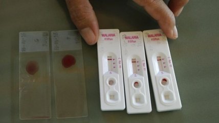 В Грецию вернулись вспышки малярии