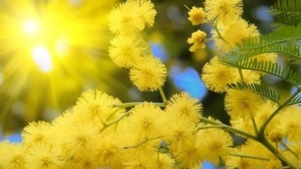 В ближайшие дни погода порадует украинцев весенним теплом