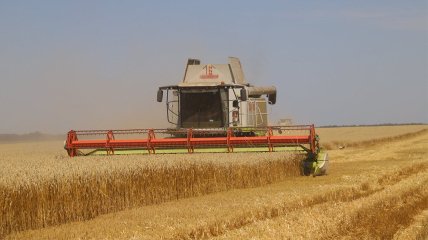 Пшеницы в этом году Украина соберет меньше на 2 миллиона тонн