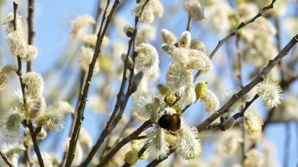 Вербное Воскресенье 2020: красивые поздравления