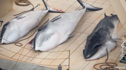 Кораблекрушение в Конго: утонули около 50 китобоев