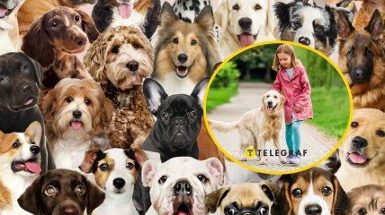 Породи собак