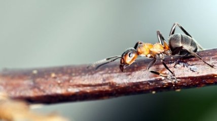 Социальная иерархия муравьев. Какие порядки царят в муравейнике?