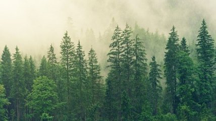 Экологи рассказали, что позволяет тропическим лесам сохранять биоразнообразие