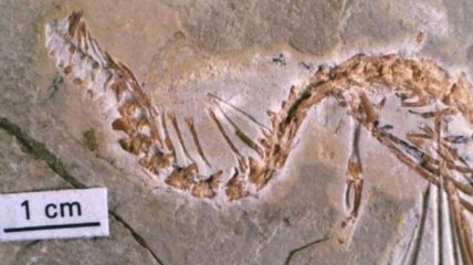 Палеонтологи нашли останки 4-лапой змеи 