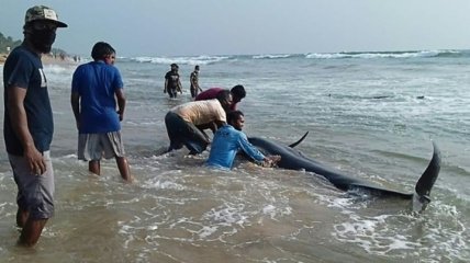 Сотня черных дельфинов выбросилась на берег в Шри-Ланке (Видео)