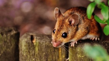 Исследователи повторно вырастили ампутированные пальцы у мышей