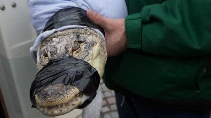 Китайская полиция спасла 3,6 тыс. вымирающих крокодилов