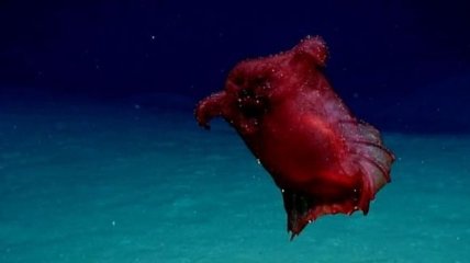 Австралийским ученым удалось снять на видео загадочное морское существо 