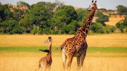 Ученые сделали неожиданное открытие о жирафах
