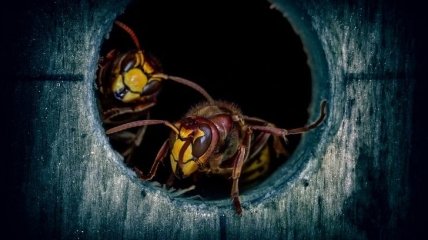 Опасные насекомые этим летом и последствия их укусов