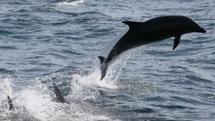 На мелководье в Шотландии выбросило 26 черных дельфинов
