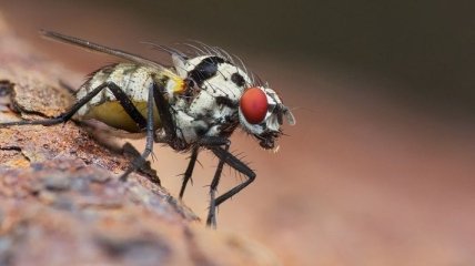 Как глаз насекомого: создана уникальная камера с высоким визуальным разрешением
